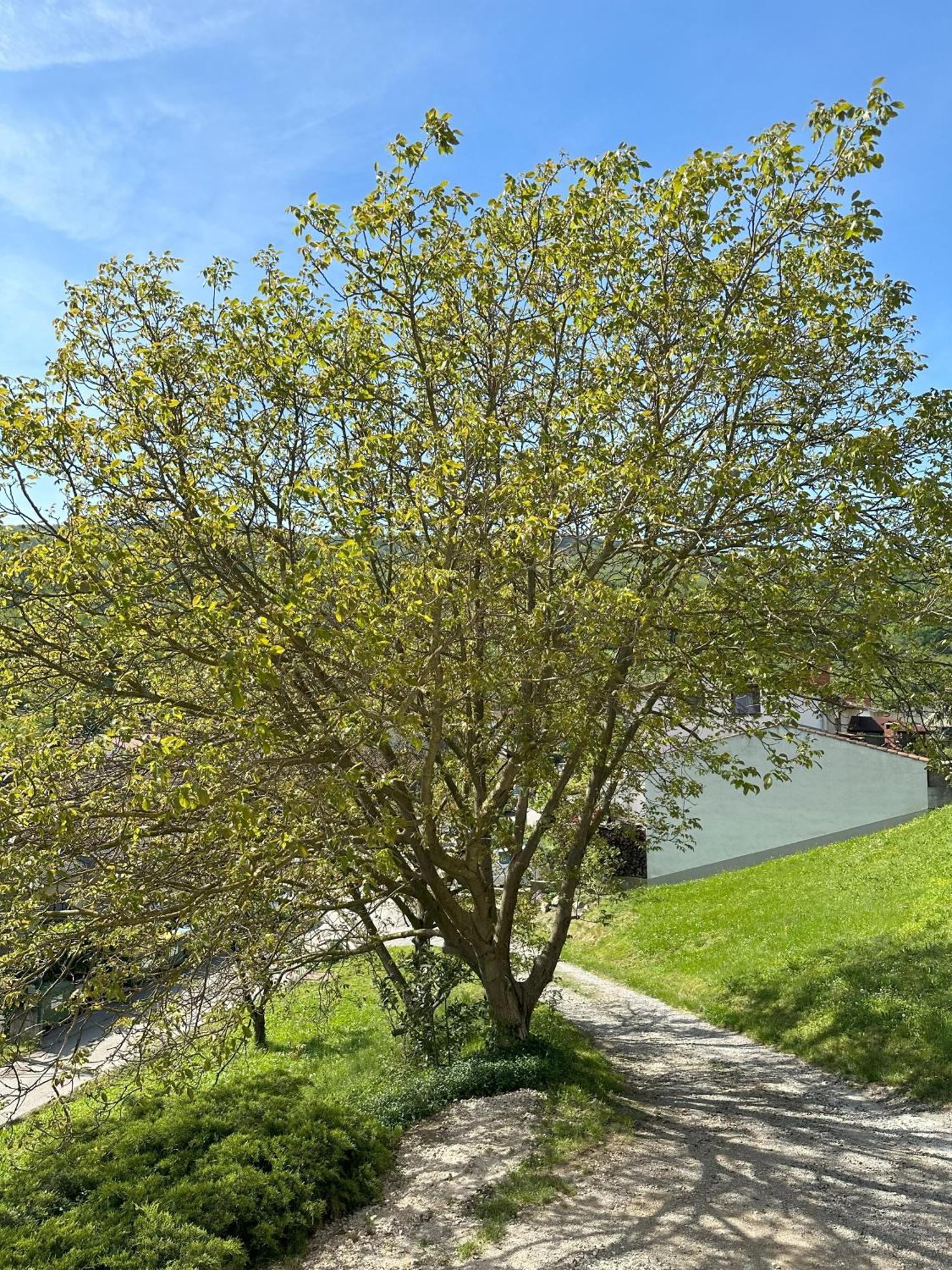 Dobravlje Apartma Anze Samec מראה חיצוני תמונה
